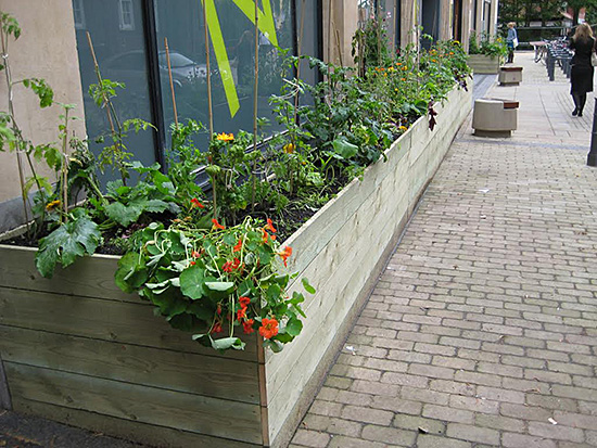 Vegetables in the City, planteinstallasjon, (10mx1m), EASTinternational 2009, St Georges Street, Norwich, 2009 © Kate Corder